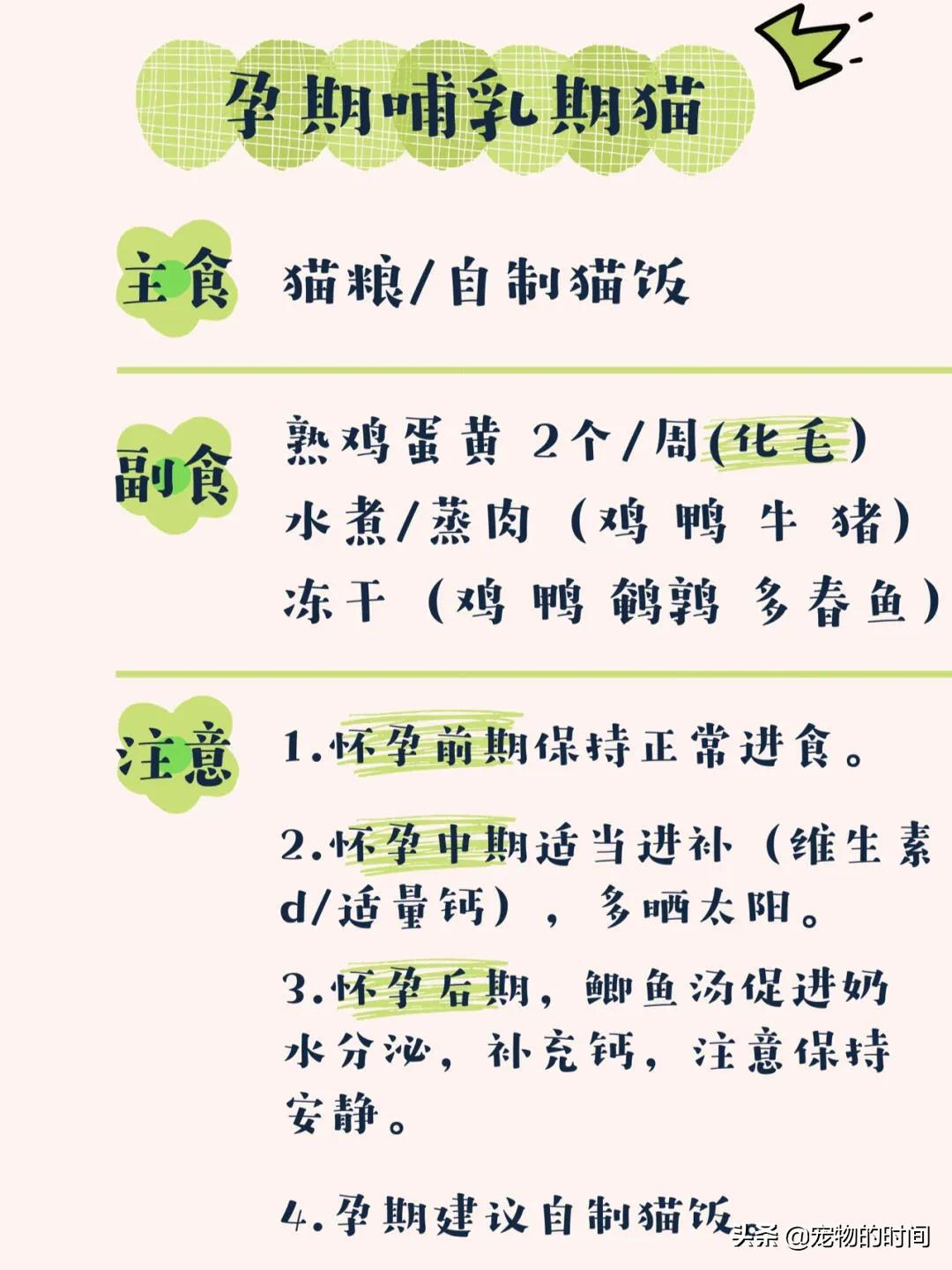 新手养成年猫咪的基础知识,养猫咪新手入门必备知识100个