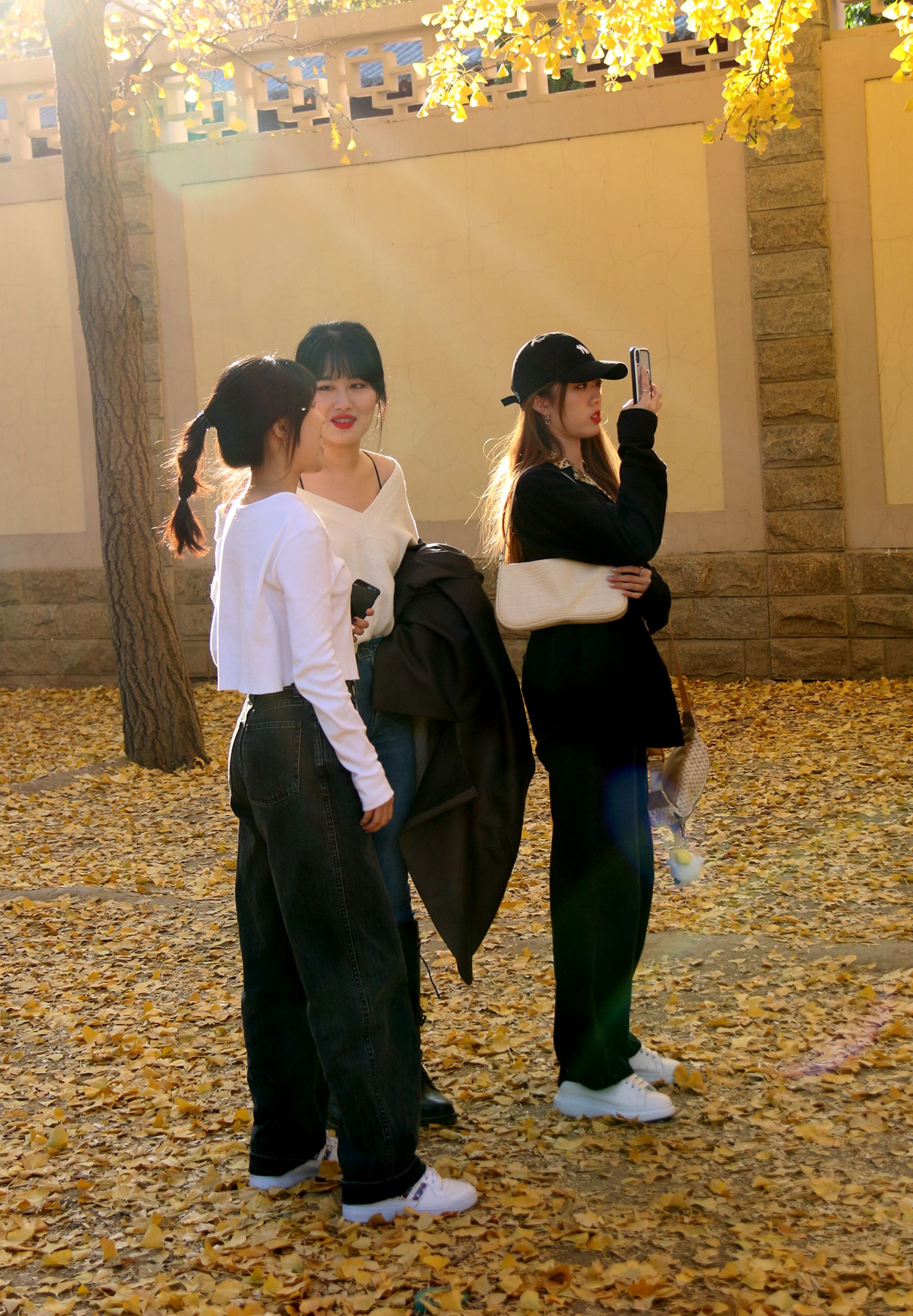 北京钓鱼台国宾馆银杏树大道,北京钓鱼台银杏大道图片