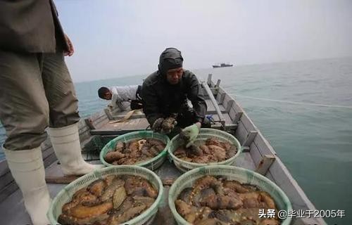 从客观角度说说海参,客观的角度说一说海参