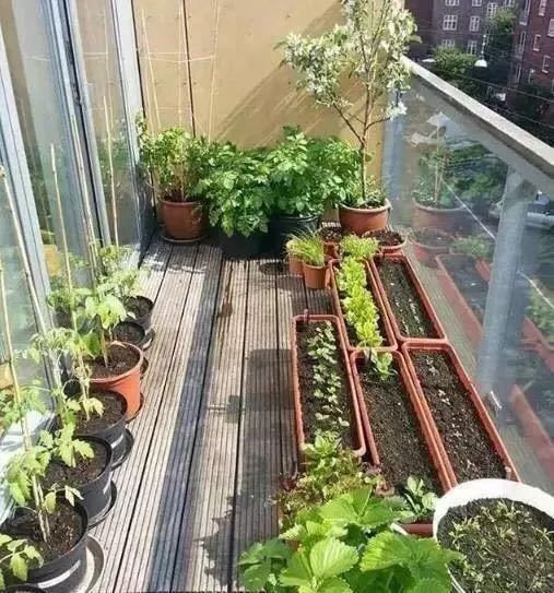 新手小阳台种菜哪些好种,新手阳台种菜怎么种得快