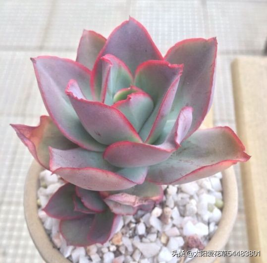 怎么养殖多肉广寒宫？掌握5个小妙招，株型紧凑又漂亮