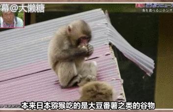 绉冨ご鐚村瓙鍚冮奔,鏃ユ湰鐚村瓙绉冨ご鍚冮潚鑺遍奔