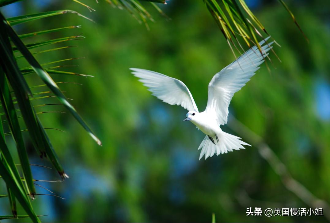 塞舌尔伊甸园蓝天碧海,塞舌尔伊甸园旅游攻略