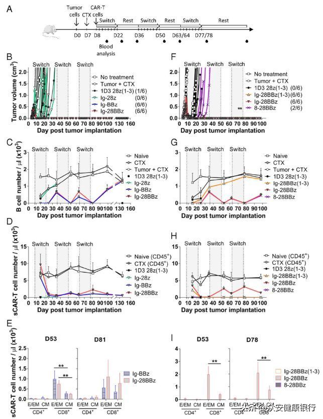 CAR-T疗法适用于哪些癌症,前景可观的car-t疗法