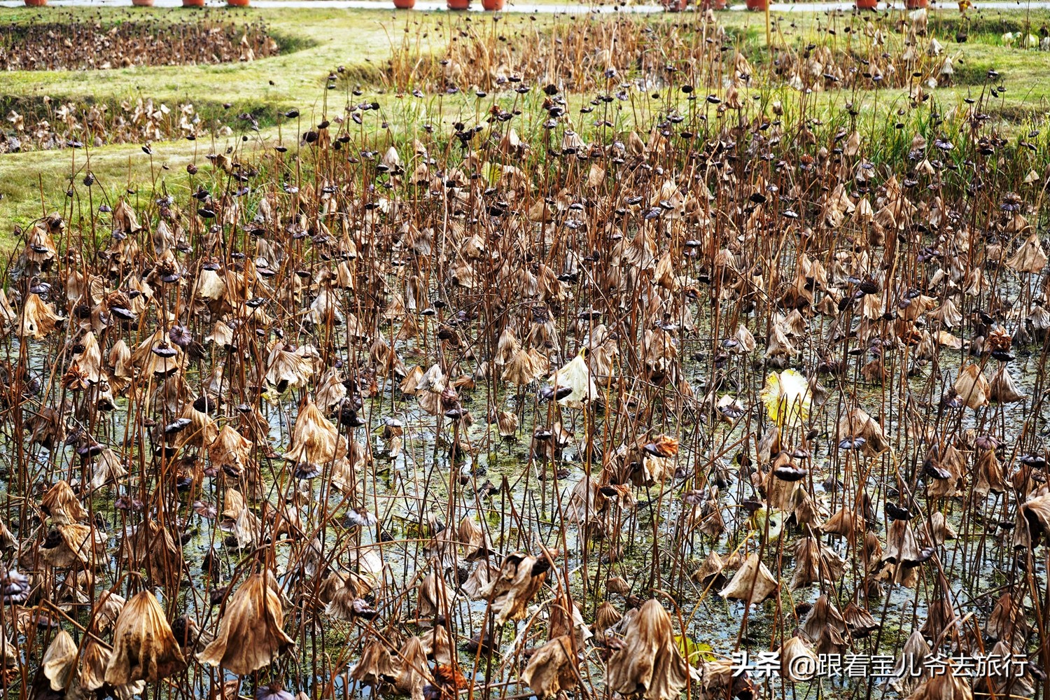 南京燕雀湖水杉林,南京秋天水杉林