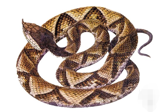 蕲蛇的中药处方,中药蕲蛇别名