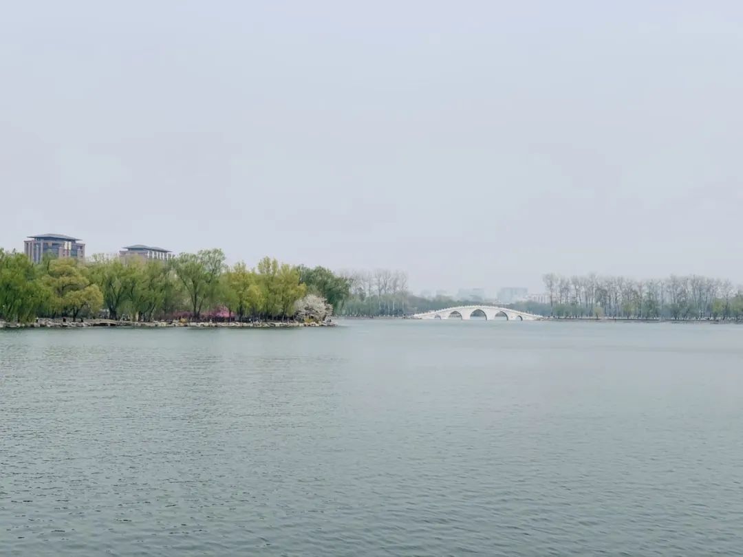 玉渊潭公园樱花新闻,玉渊潭公园樱花历史