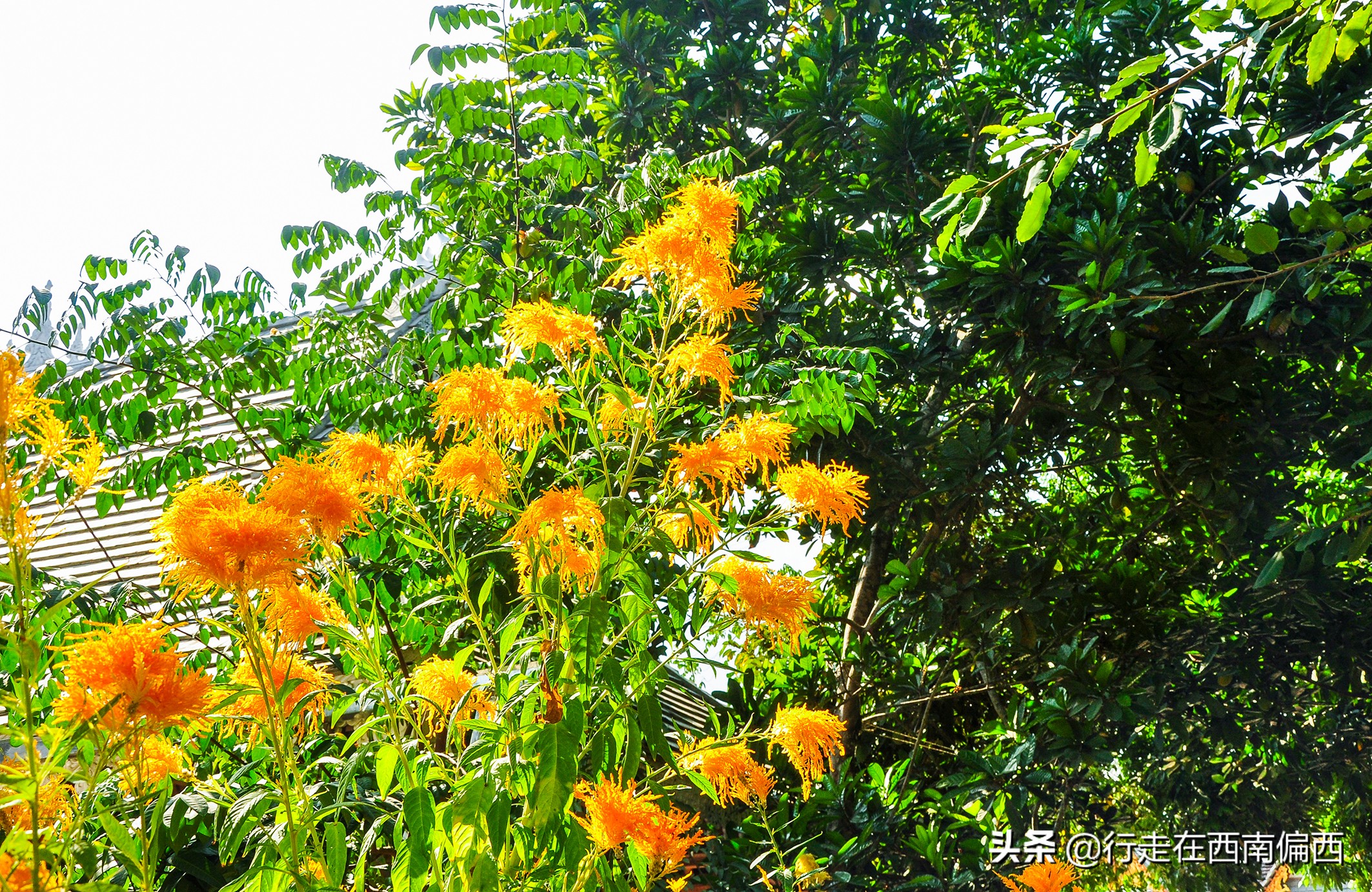 西双版纳五树六花185平米,西双版纳花的世界