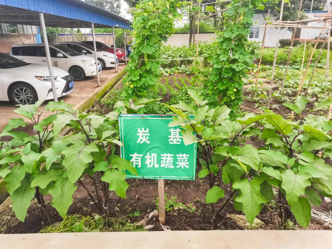 秸秆回收变废为宝新闻,秸秆就是这样变废为宝的