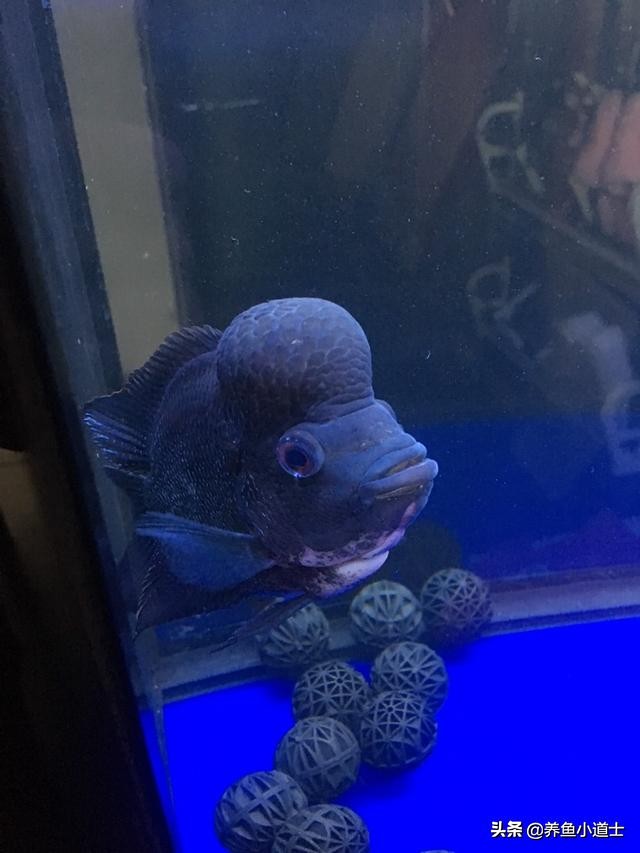 罗汉鱼颜色发黑是什么原因,罗汉鱼身体发黑用什么药治疗