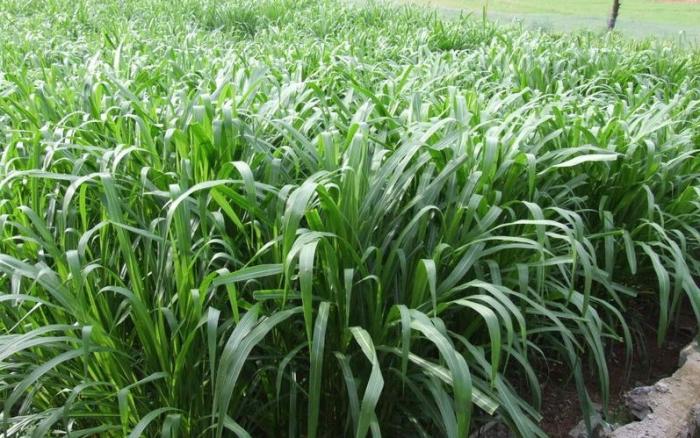 种草养牛与买草料利润比较,现在农村老人养牛