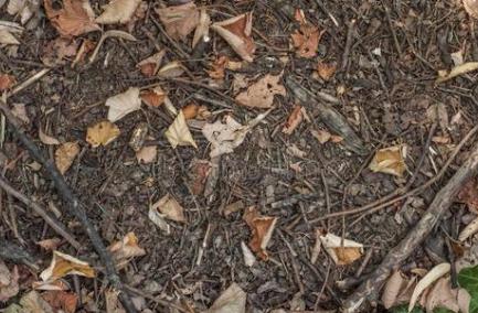 新手养花怎么让花不死,养花新手都养不死的植物