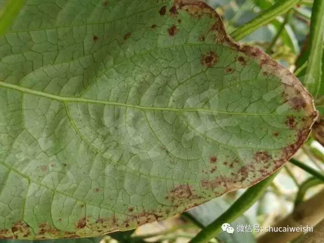 蔬菜药害怎样解药,蔬菜发生药害时如何解决