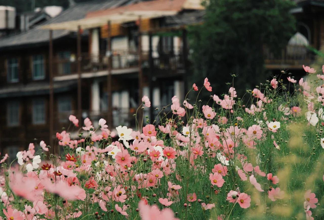 不要以为丧钟是为谁而鸣,为什么推荐丧钟为谁而鸣