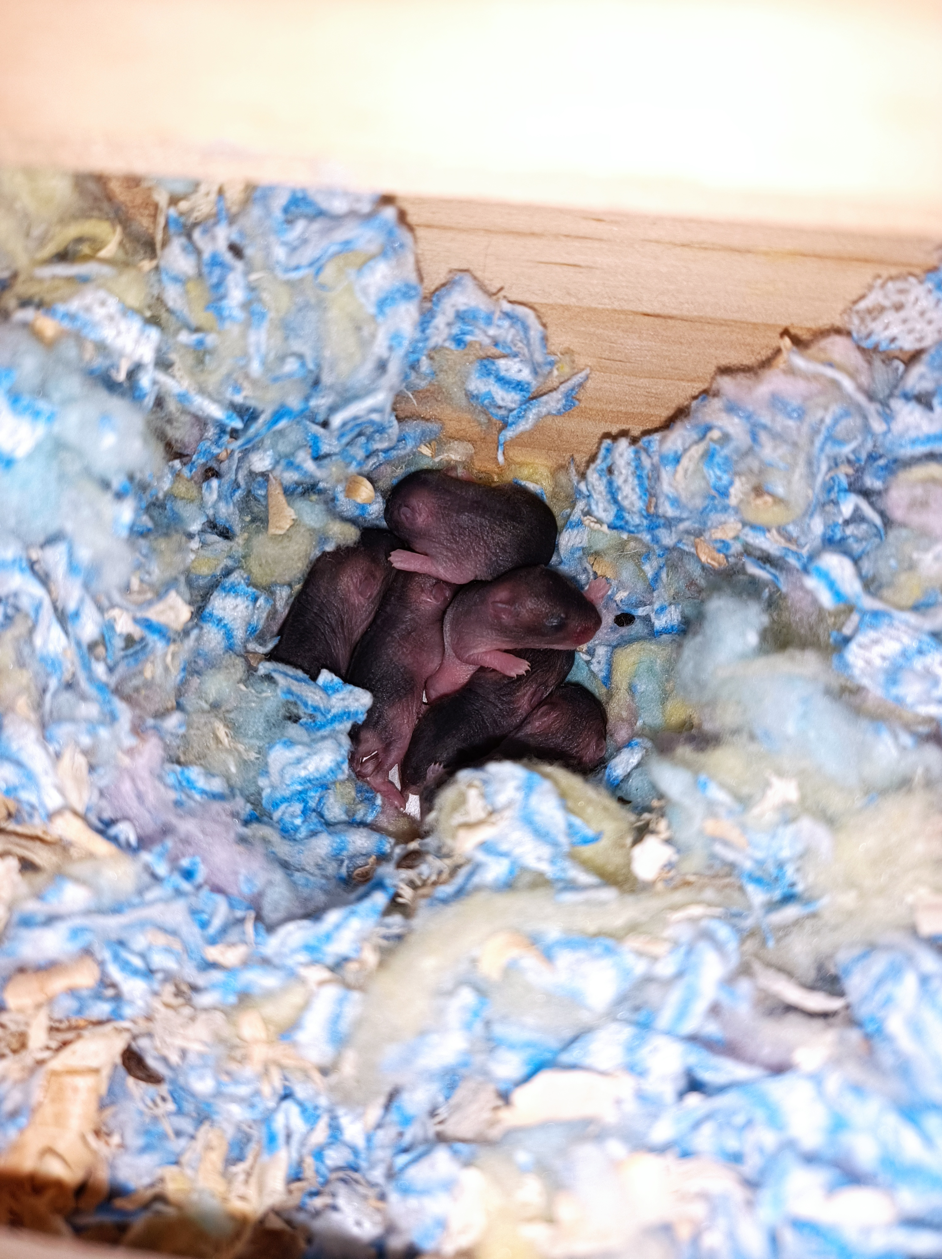 养仓鼠新手入门必知合集,哪个品种的仓鼠容易生崽