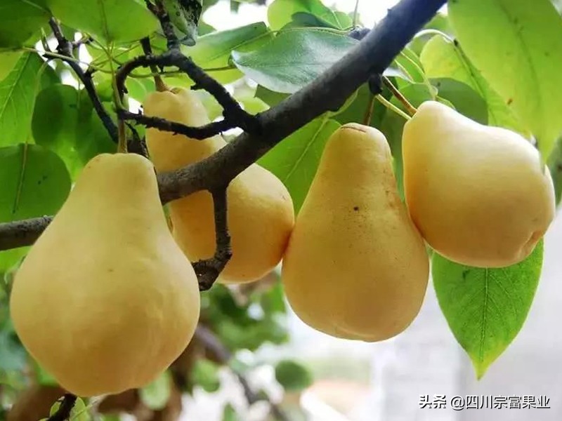 大梨树的梨是什么品种,梨树品种之冠梨