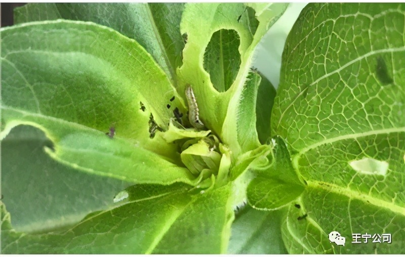 夏播玉米虫害图片大全,玉米虫害图谱高清大图