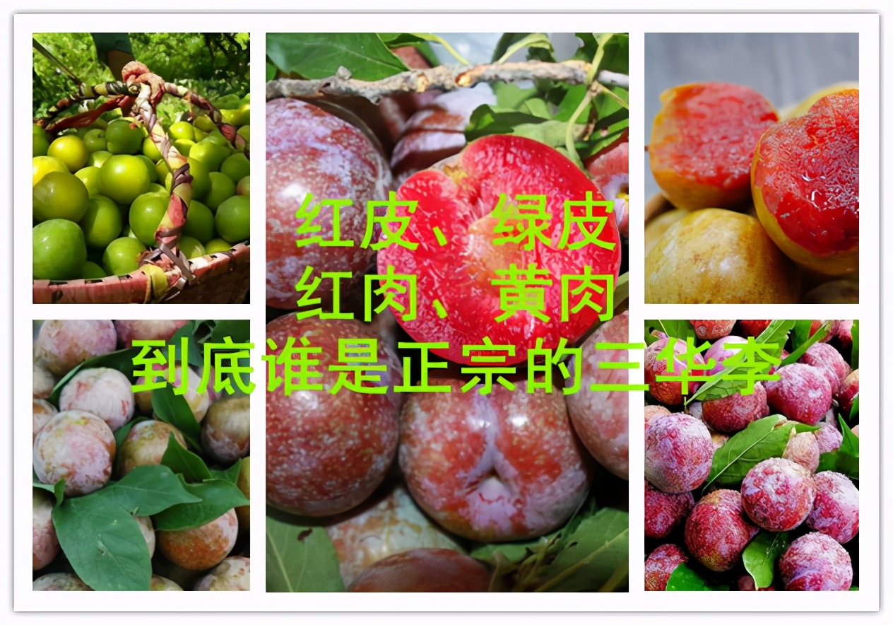 信宜翁源三华李商标之争,正宗翁源青皮三华李