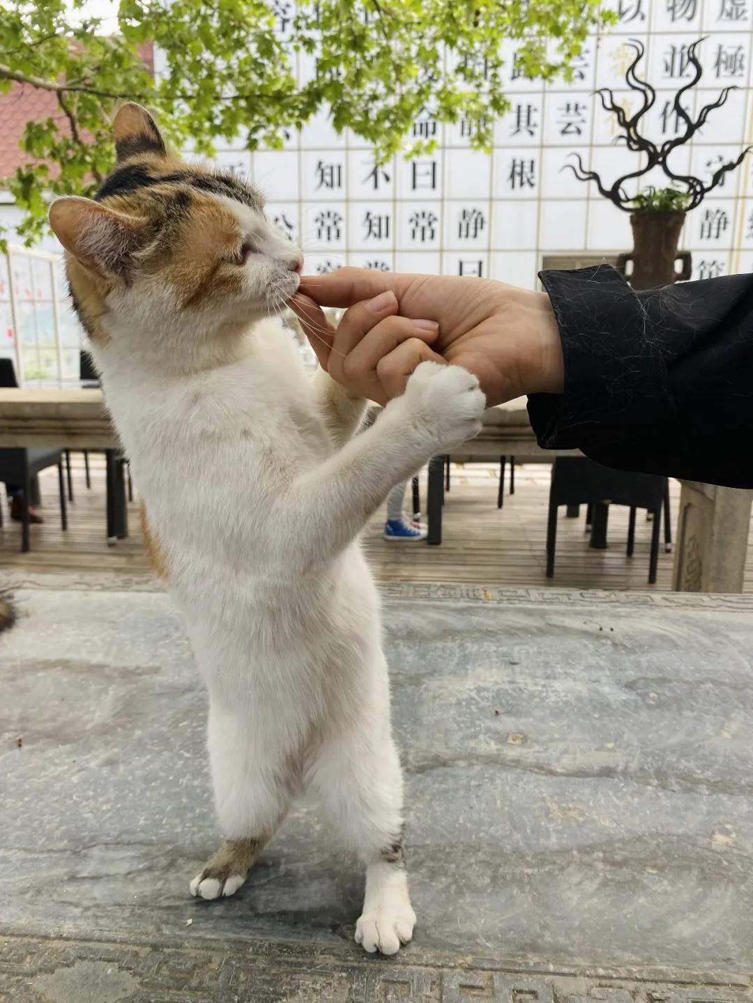 团宠猫咪的性格,小猫有多抗打