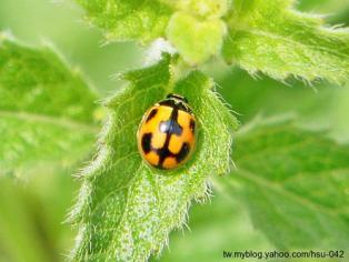吃肉的瓢虫是农夫的好帮手，别再将它们一网杀尽啦！
