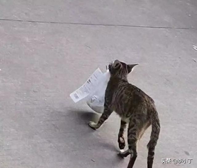 全网通缉的两条狗,全网通缉的狗