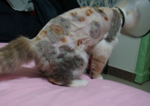 猫咪绝育以后总是挠头,猫一直挠出血是猫癣吗