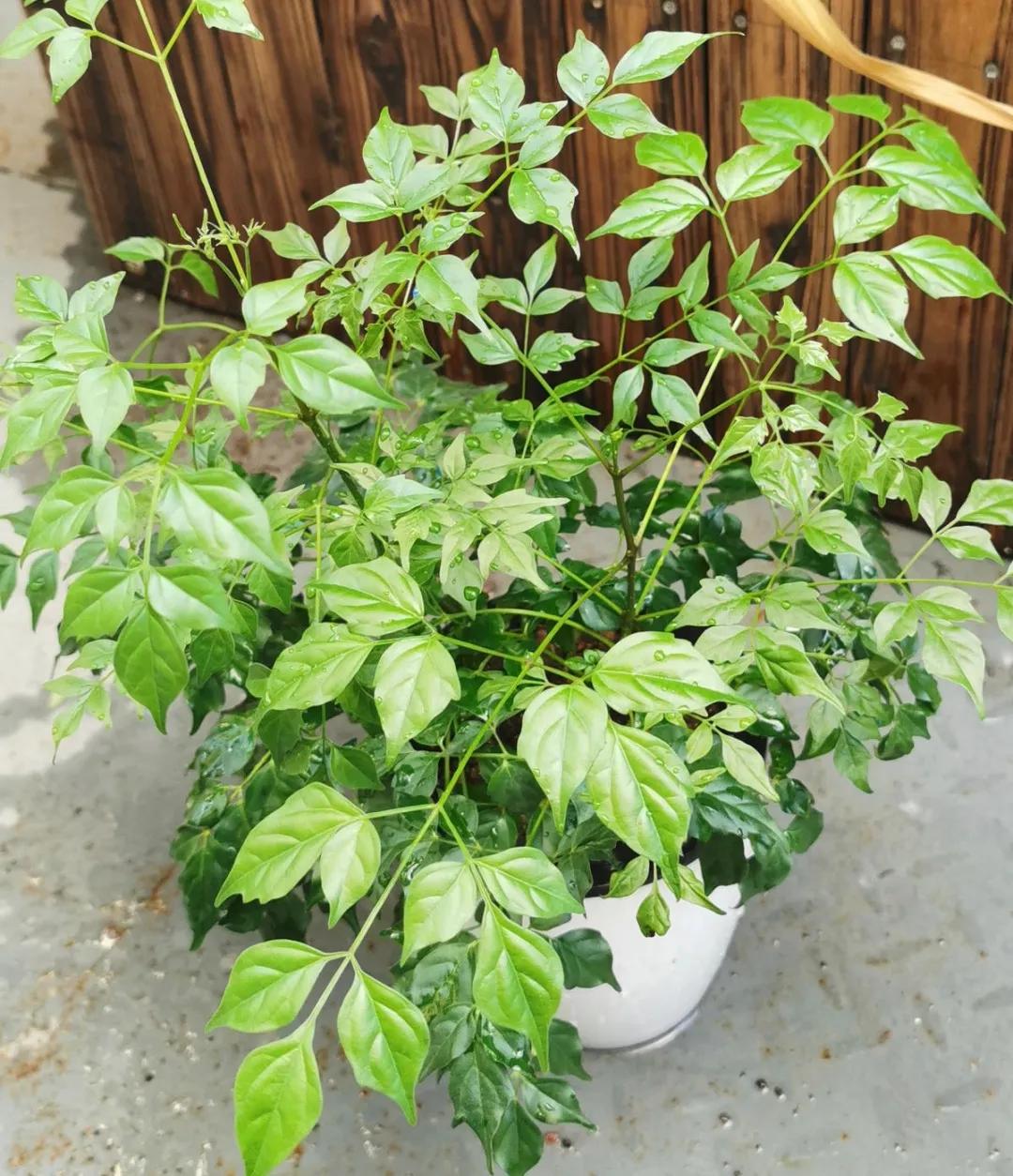 教你如何避开假货买到真品,一张图告诉你怎样分辨假货