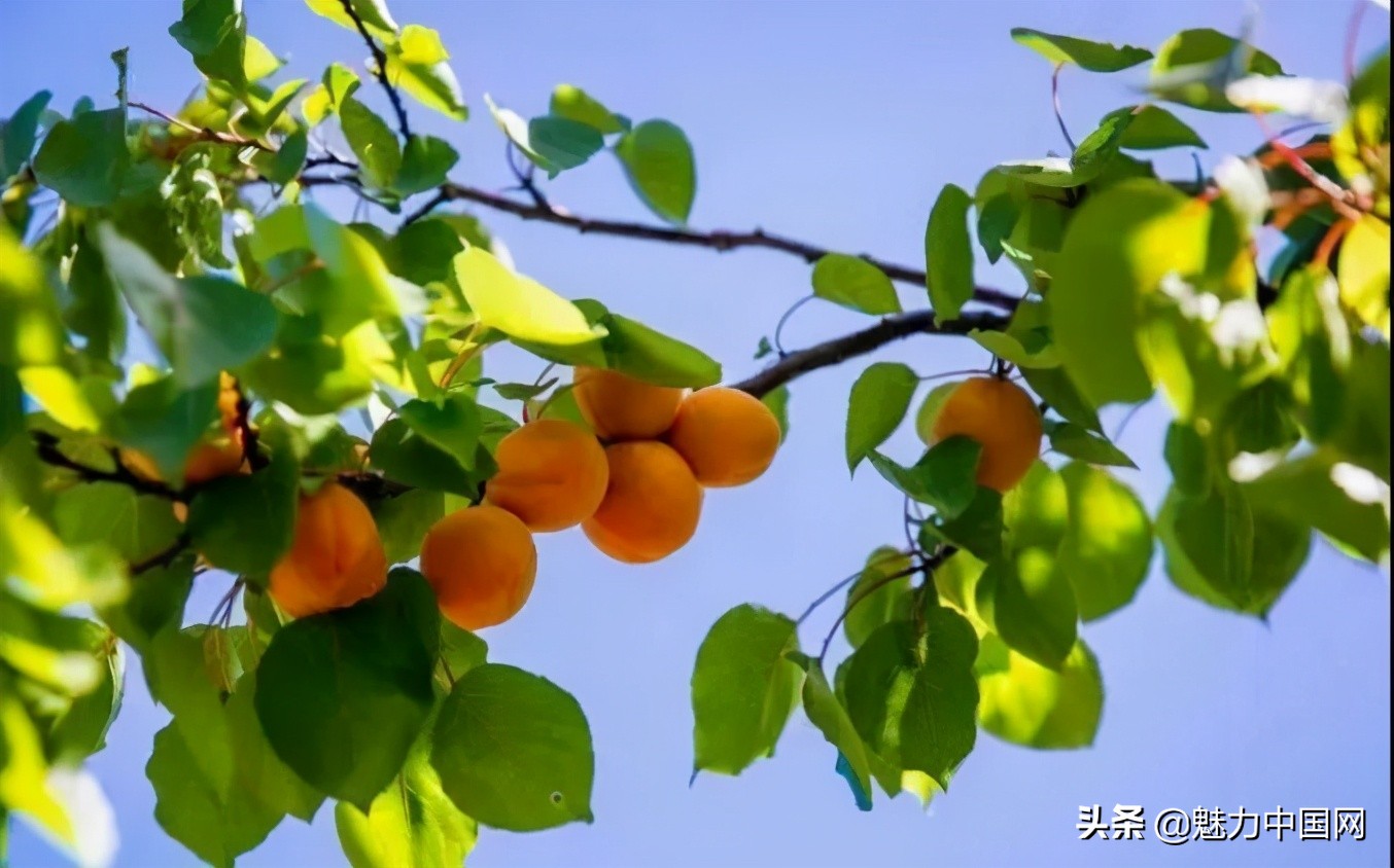 杏儿熟了课文,杏儿熟了原唱完整版