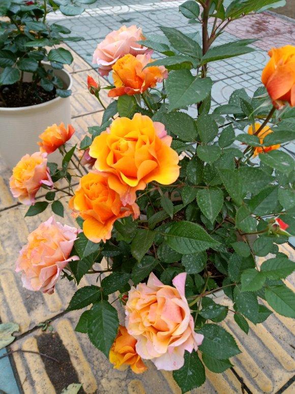 李子柒的院子都种的啥,李子柒推荐的三种花