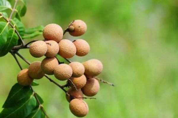 这4种来自广西的特产水果，多样鲜美可口，我要去广西吃水果