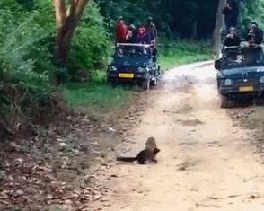 东北的貂有多好看,东北人眼里的貂