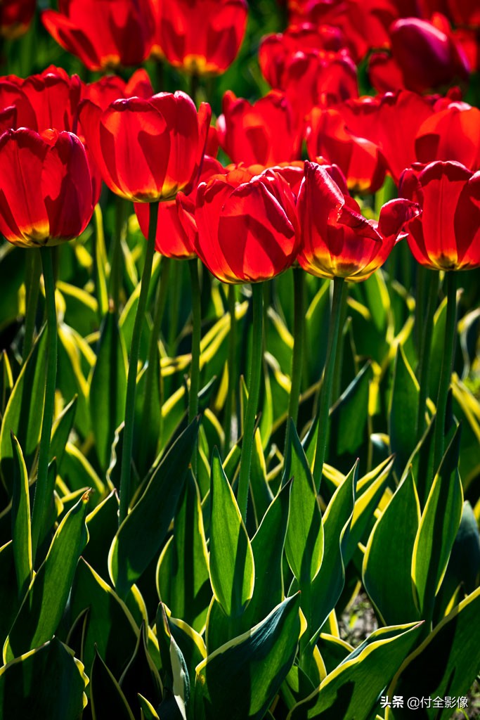 北京国际鲜花港有限公司,北京国际鲜花港一日游