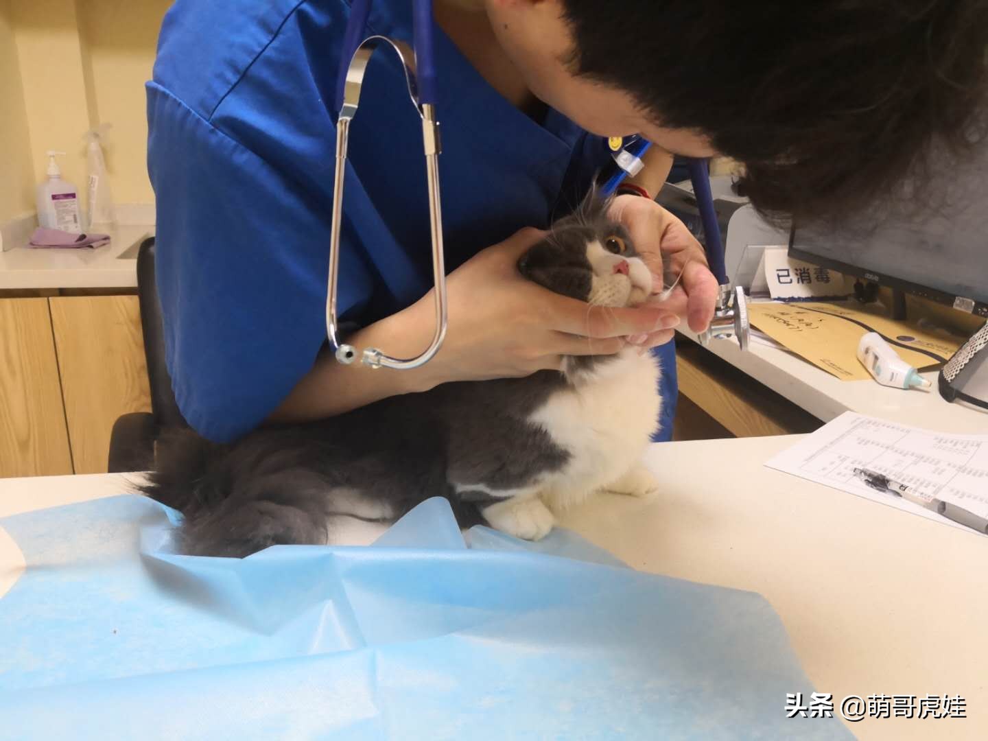 猫有没有不孕不育的,猫咪多大有生育能力公猫