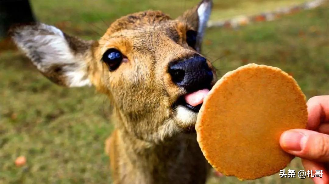 第一次去日本要去东京吗,第一次去日本要去北海道吗