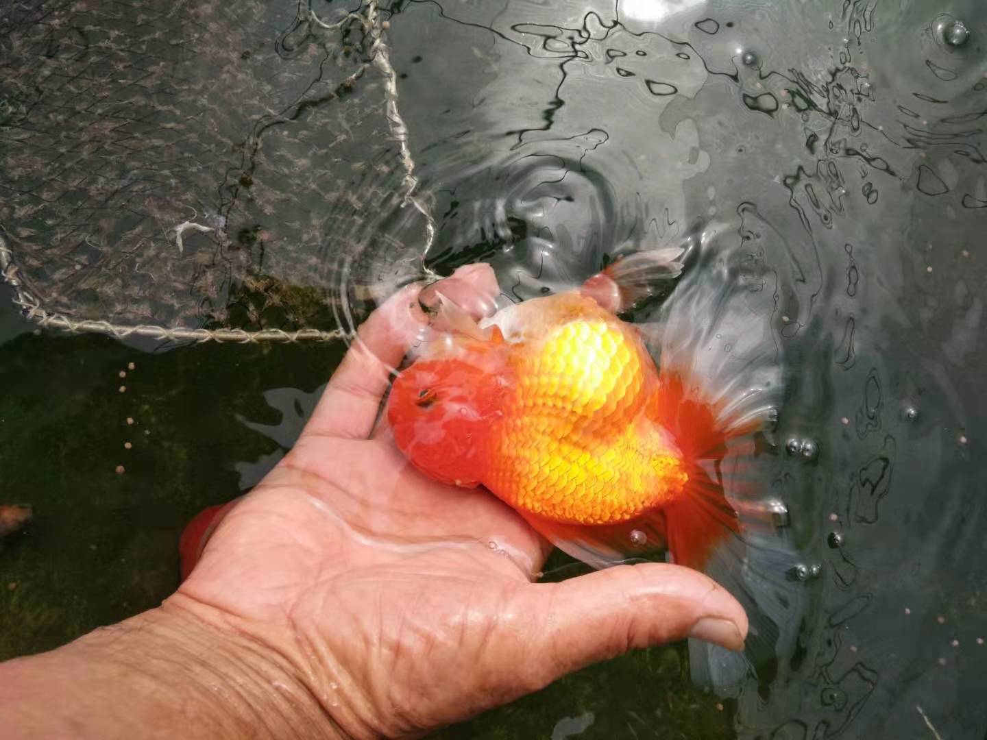 我们养的金鱼有什么品种,我们养鱼的时候怎样才能把它养活