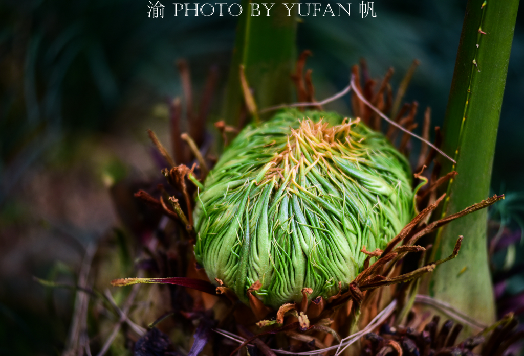 铁树开花一柱擎天的奇景图片,千年铁树开花真的这么罕见