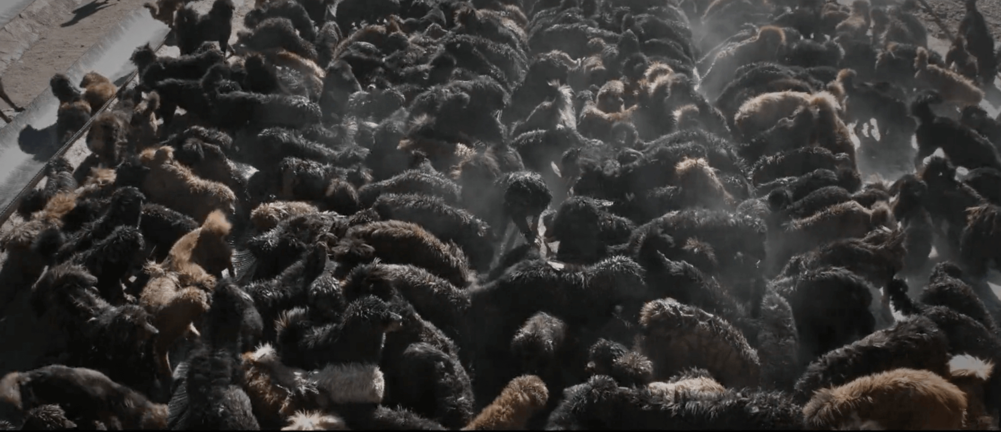 现在的藏獒和以前的藏獒,曾经的藏獒与现在的藏獒