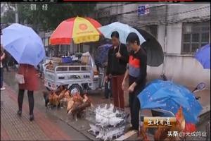 养鸽新手和养鸽高手的区别,新手养鸽子必看方法