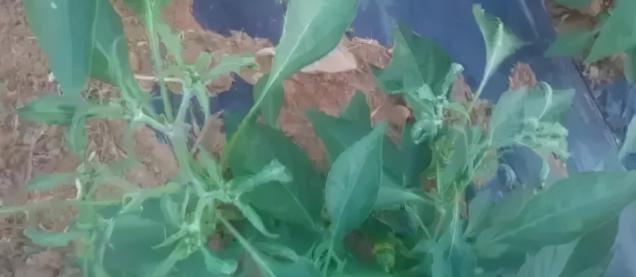 除草剂漂移药害谁负责,除草剂漂移产生的纠纷怎么处理