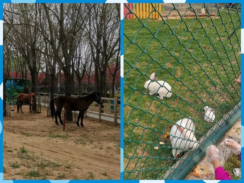 假装在国外北京篇,假装在荷兰完整视频