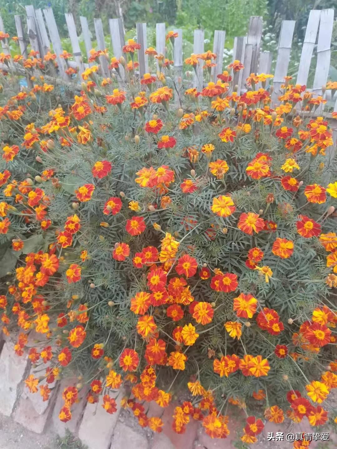 九九重阳又见重阳常回家看看,欢度重阳九九重阳