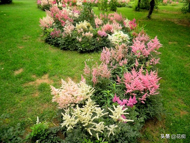耐阴开花绿植地栽,喜阴好养活的颜色鲜艳的绿植