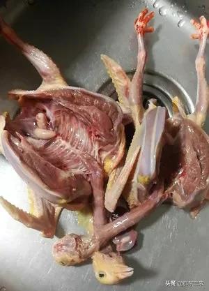 为什么杀鸽子用水淹,杀鸽子不放血的正确方法