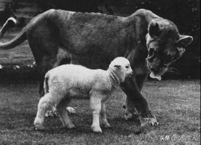 吃素的狮子感动全人类,一只吃素的狮子