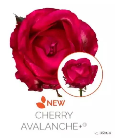 中国玫瑰大家族——雪山玫瑰详解（二）