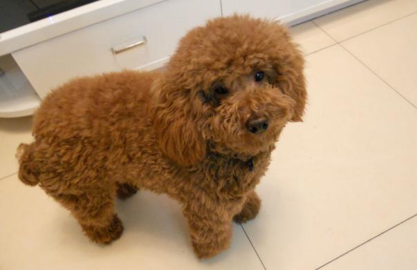 怎么训练泰迪犬才听从命令,如何训练泰迪犬的最好方法