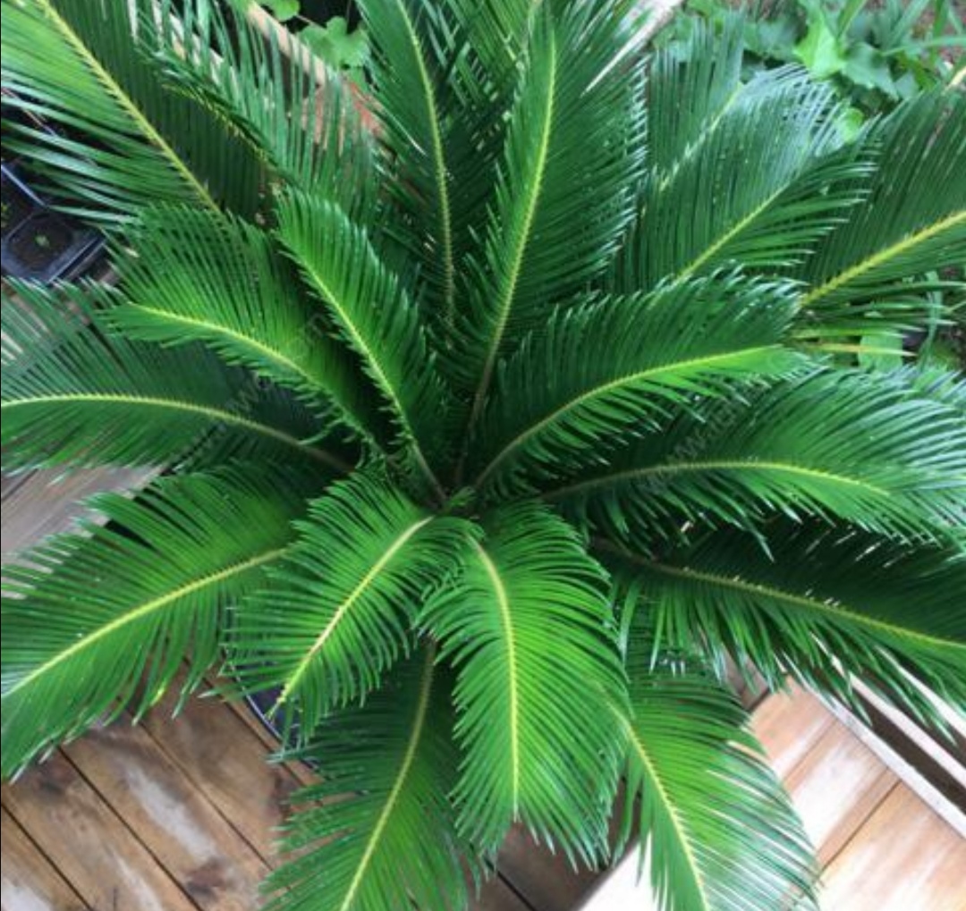 苏铁盆栽养殖方法和技术,苏铁树盆栽养殖方法