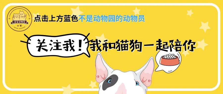 被猫咪调戏怎么办,猫咪被阿姨骚扰