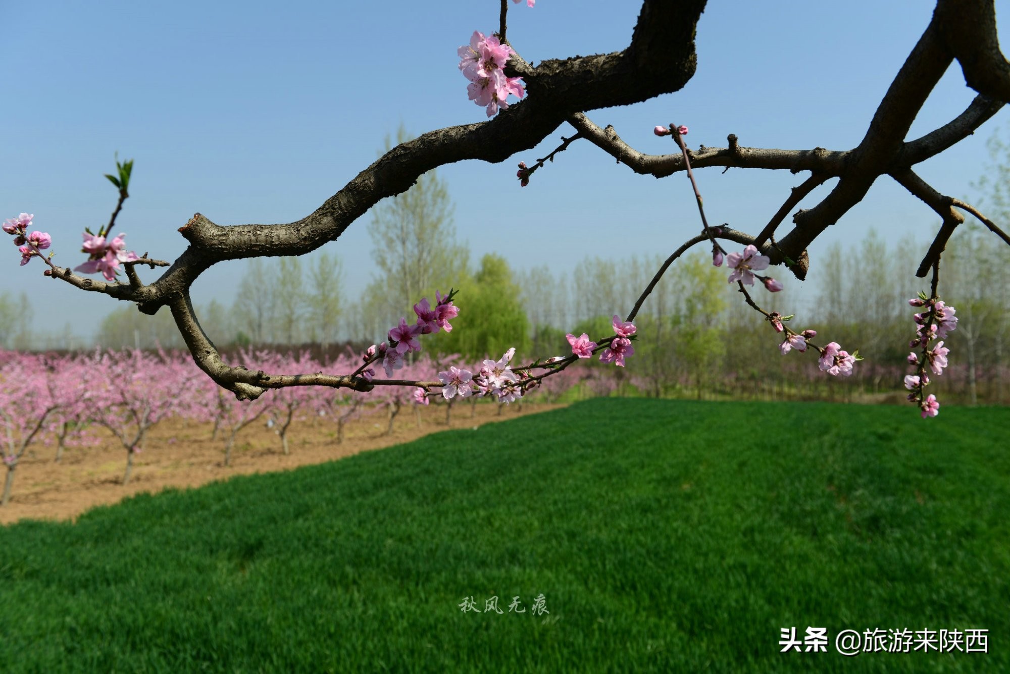 长安区王莽千亩桃园,西安王莽万亩桃花源
