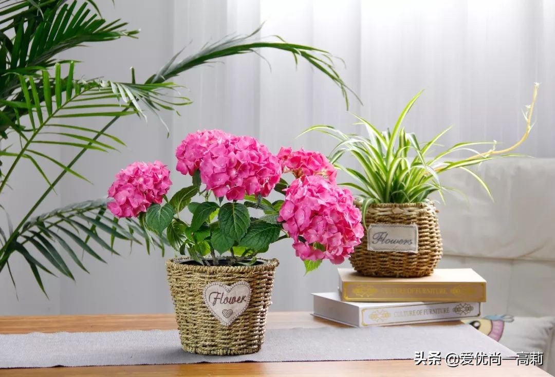 完美搭配，背阴阳台咱们也可以打造一个花园！